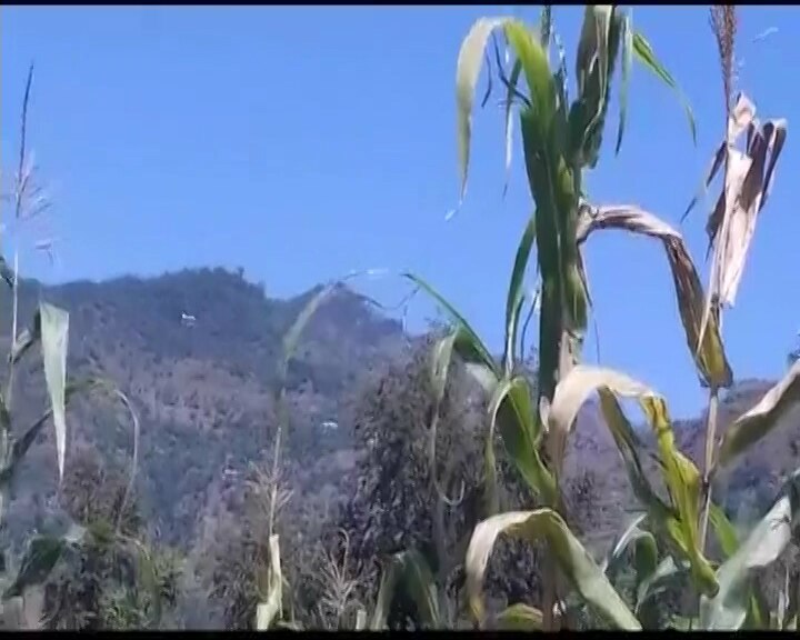 WATCH: Pakistani helicopter violates airspace along LoC in Jammu Kashmir's Poonch district WATCH: Pakistani helicopter violates airspace along LoC in Poonch district