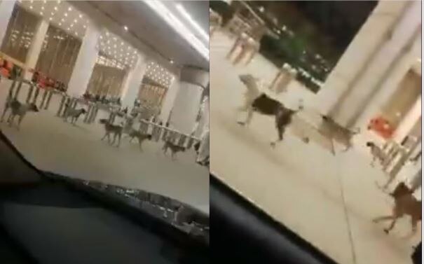 Pakistan news stray dogs new Islamabad international airport; manager suspended; Social media viral bizarre story BIZARRE! Stray dogs invade Pakistan's much hyped new Islamabad airport; manager suspended