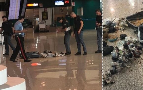 BIZARRE! Police blow up suspicious suitcase at Rome Airport and this is what they found inside it BIZARRE! Police blow up suspicious suitcase at Rome Airport and this is what they found inside it