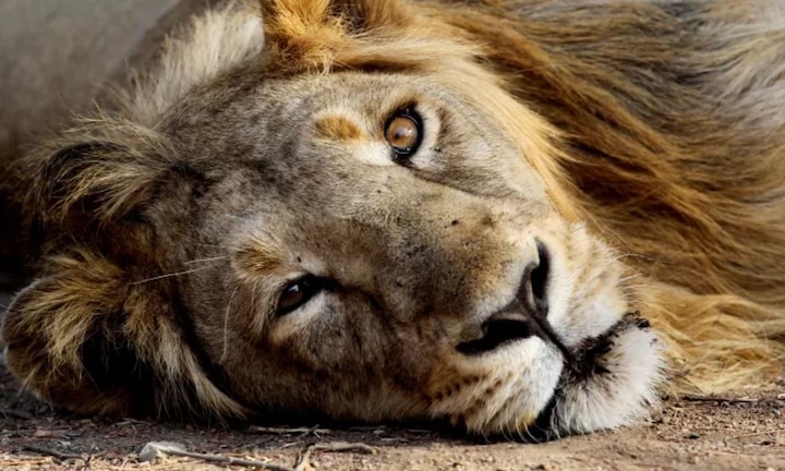 Gujarat: 2 more lions dead in Gir; toll reaches 23 Gujarat: 2 more lions dead in Gir; toll reaches 23