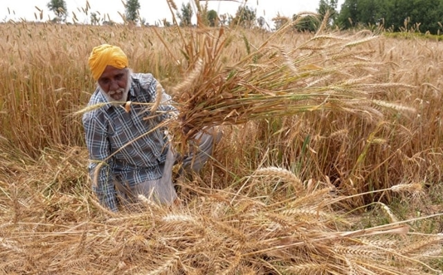 After Kisan Kranti Yatra, Government hikes minimum support price MSP for Rabi crops After Kisan Kranti Yatra, Govt hikes minimum support price for Rabi crops