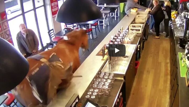 Bizarre ! Horse breaks into bar, watch what happened next Bizarre ! Horse breaks into bar, watch what happened next