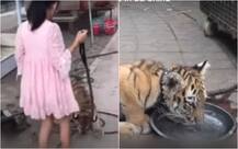 WATCH: Bizarre! This 9-year-old girl goes for stroll with a TIGER