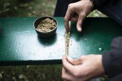 Cannabis: ਗਾਂਜਾ ਫੂਕਣ ਤੋਂ ਬਾਅਦ ਕਿਉਂ ਹੋ ਜਾਂਦਾ ਦਿਮਾਗ ਆਊਟ ਆਫ਼ ਕੰਟਰੋਲ? ਜਾਣੋ ਸਾਡੇ ਦਿਮਾਗ 'ਚ ਕਿਵੇਂ ਪੈਂਦਾ ਭੜਥੂ?