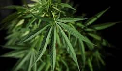 UN Removes Marijuana From List Of Dangerous Drugs; Cannabis No Longer A Risky Narcotic?