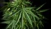 UN Removes Marijuana From List Of Dangerous Drugs; Cannabis No Longer A Risky Narcotic?