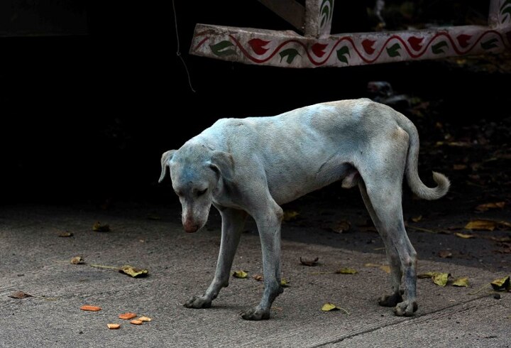 Bihar SHOCKER: Dog enters operation theatre, runs away with patient's amputated leg Bihar SHOCKER: Dog enters operation theatre, runs away with patient's amputated leg