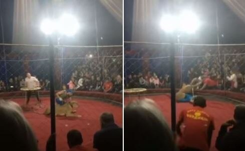 WATCH: Horrific video! Circus lion rips face of a four-year-old girl in Russia WATCH: Horrific video! Circus lion rips face of a four-year-old girl