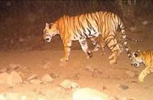 PICS: \'Man-Eater\' Tigress Avni, Who Killed 13, Shot Dead In Maharashtra