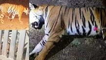 PICS: \'Man-Eater\' Tigress Avni, Who Killed 13, Shot Dead In Maharashtra