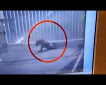 SHOCKING: Leopard sneaks inside Gujarat assembly campus