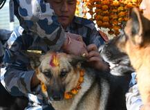 PICS: Here Is How Nepal Celebrated Kukur Tihar \'Day of The Dog\'