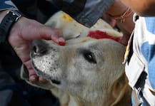 PICS: Here Is How Nepal Celebrated Kukur Tihar \'Day of The Dog\'