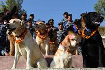 PICS: Here Is How Nepal Celebrated Kukur Tihar \'Day of The Dog\'