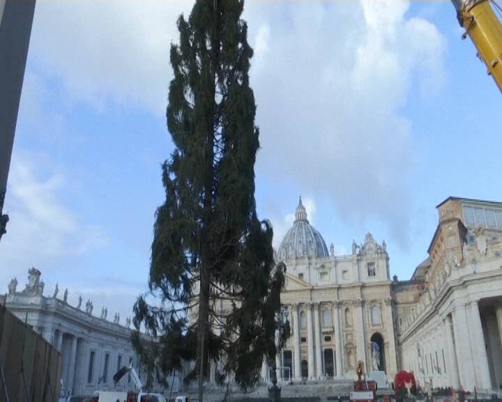 The Christmas tree was installed outside St Peter's Basilica./AP Image