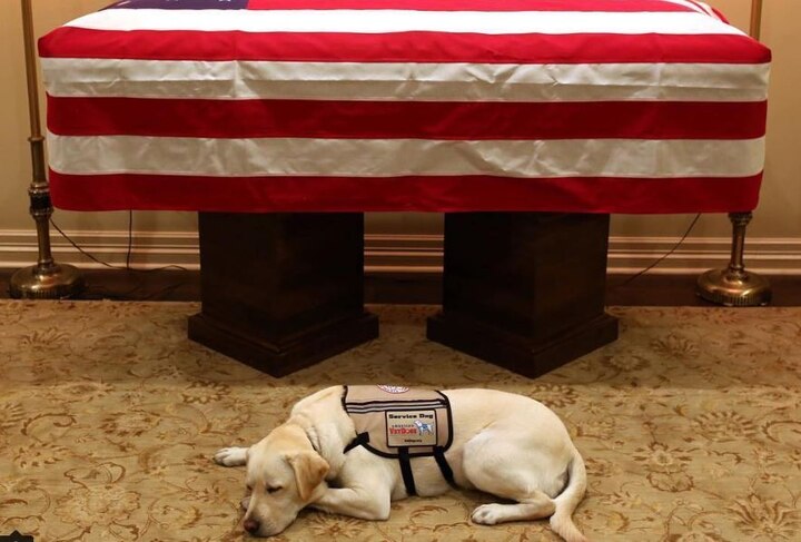 Deceased US President George HW Bush's dog Sully is leaving the internet teary-eyed; twitter reactions here George HW Bush's dog Sully's last picture with him is leaving the internet teary-eyed; check reactions