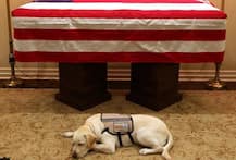 George HW Bush\'s dog Sully\'s last picture with him is leaving the internet teary-eyed; check reactions