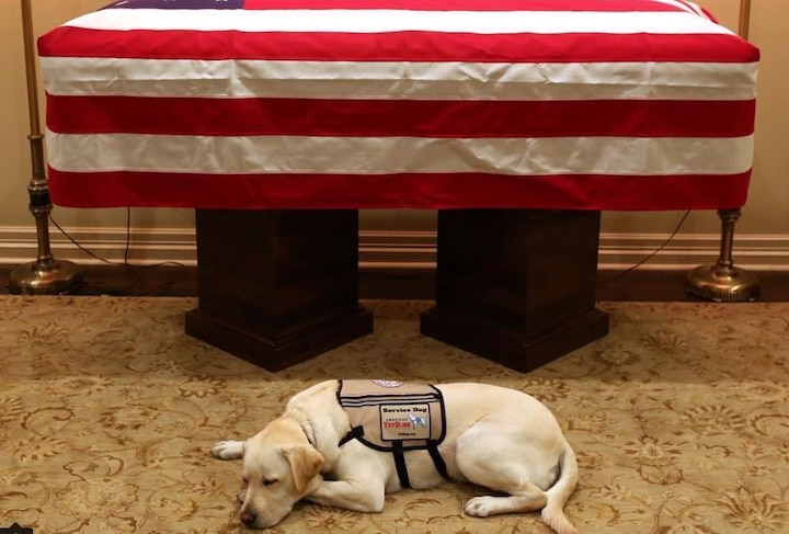 Deceased US President George HW Bush's dog Sully is leaving the internet teary-eyed; twitter reactions here George HW Bush's dog Sully's last picture with him is leaving the internet teary-eyed; check reactions