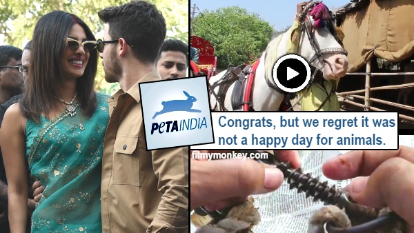 Priyanka Nick Wedding: PETA India slams Priyanka Chopra, Nick Jonas for using animals at their wedding Priyanka Nick Wedding: PETA India slams Priyanka Chopra, Nick Jonas for using animals at their wedding