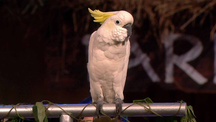 Jyoti Kumari, Priyank Sharma and Sapna Choudhary were made to talk to a parrot, repeating their respective line about some housemates in front of it. 