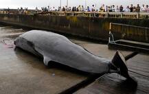 PICTURES: Japan to resume commercial whaling from July 2019; sparks criticism