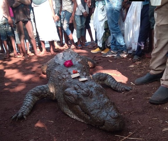Villagers mourn as they perform last rites of 130-year-old crocodile in Chhattisgarh Villagers mourn as they perform last rites of 130-year-old crocodile in Chhattisgarh