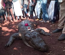 Villagers mourn as they perform last rites of 130-year-old crocodile in Chhattisgarh