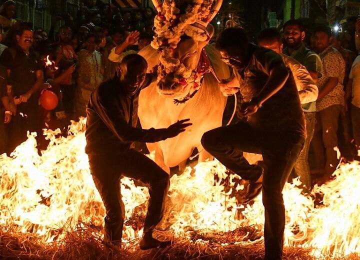 PICS: Cows Walk On Fire During Makar Sankranti Celebrations In Karnataka PICS: Cows Walk On Fire During Makar Sankranti Celebrations In Karnataka