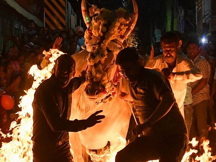 Hindu priest performs a blessing ritual for a cow before being led over burning hay as part of a tradition./ AFP IMAGE