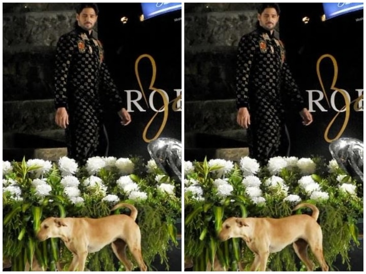 Stray Dog steals the lime light from Sidharth Malhotra with it's catwalk on the ramp during Rohit Bal show! Hilarious video: Stray Dog steals the lime light from Sidharth Malhotra with it's catwalk on the ramp during Rohit Bal show!