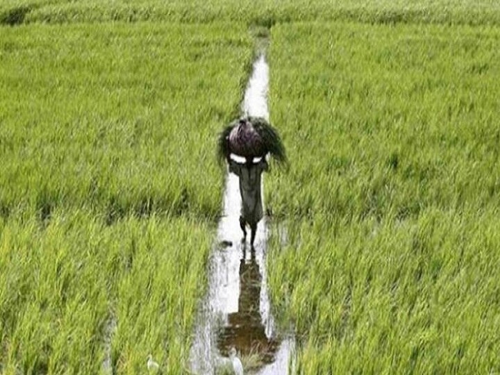 Modi government likely to approve farmer relief package to reduce distress in agrarian sector Modi government likely to approve farmer relief package today