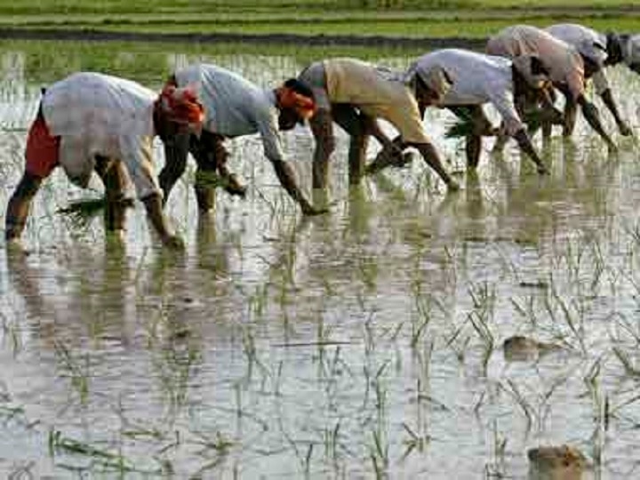 Farmer Budget: Govt announces support income of Rs 6000/year for small farmers Farmer Budget: Govt announces support income of Rs 6000/year for small farmers