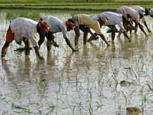 Farmer Budget: Govt announces support income of Rs 6000/year for small farmers