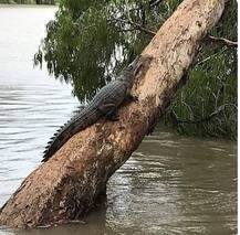 PHOTOS: Devastating floods wash off crocodiles on Australia streets; military steps in