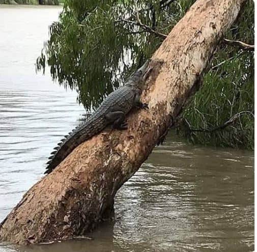 Residents not only had to contend with flash flooding, landslides and power blackouts, but also reptilian predators that have been spotted in residential roads and cul-de-sacs. The Townsville Bulletin said it had received reports of several saltwater crocodile sightings in the flood-ravaged area, news agency AFP reported./ Image: Twitter @josephgmorgan19