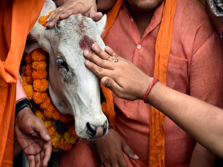 Kamdhenu Aayog Exam Syllabus Claims Cow Dung Saved People In 1984 Bhopal Gas Tragedy Cow Dung Saved People In Bhopal Gas Tragedy: Kamdhenu 'Gau-Vigyan' Exam Syllabus