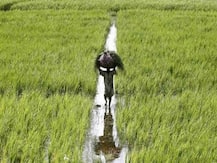 Big boost to marginal farmers as RBI raises collateral-free farm loan limit to Rs 1.6 lakh