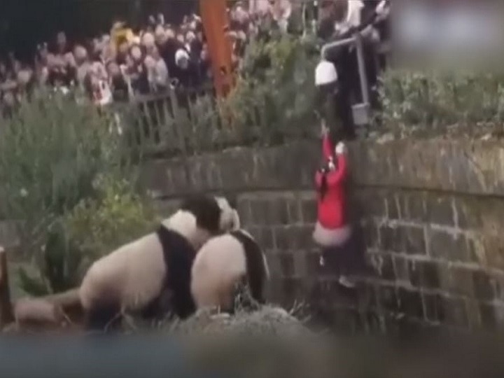 WATCH: Little girl falls into Panda enclosure in terrifying video; rescued in dramatic way WATCH: Little girl falls into Panda enclosure in terrifying video; dramatic rescue goes viral