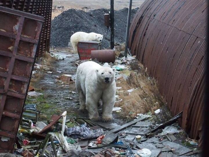 SHOCKING! Mass invasion by POLAR BEARS terrorise people in Russian islands; emergency declared SHOCKING! Mass invasion by polar bears 'terrorise' people in Russian islands; Emergency declared