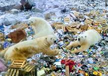 ALARMING! These pictures of polar bears invading human settlements tell ‘climate change is here’