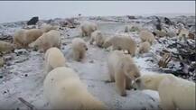ALARMING! These pictures of polar bears invading human settlements tell ‘climate change is here’