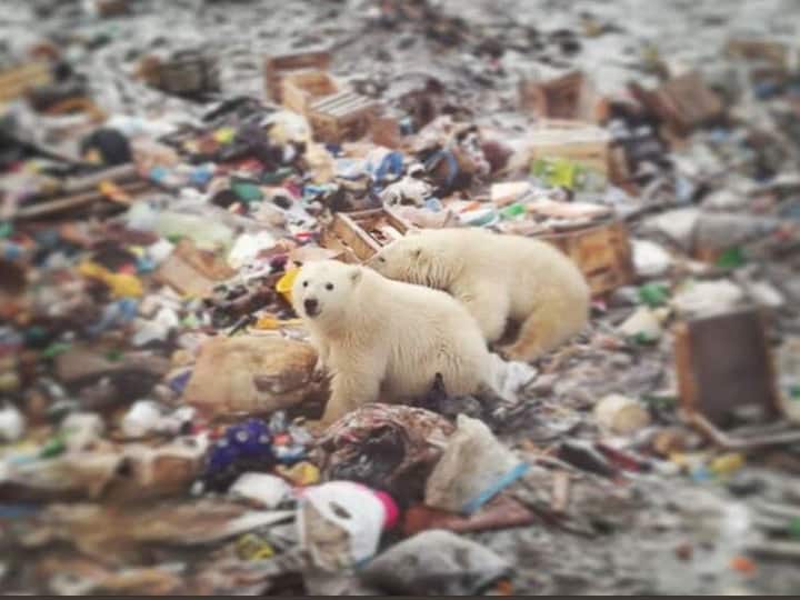 The incident has also led to an outcry on social media, with many users blaming human recklessness for the situation. / Image: Twitter (@TiffanyTrends)