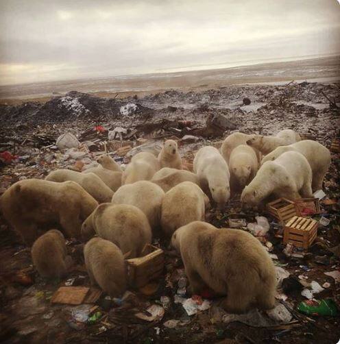 Polar bears which are an endangered species, live in a natural ice habitat. Their coming over to human garbage looking for food is a symptom of habitat loss./ Image: Twitter (@SiMcKeag)
