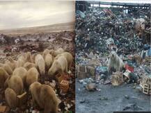 ALARMING! These pictures of polar bears invading human settlements tell ‘climate change is here’