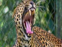 Panic in Bhubaneswar after leopard spotted near city airport