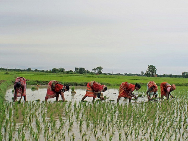 Women's Day 2019: Over 30% funds for agriculture-schemes targeted towards woman farmers, says govt Women's Day 2019: Over 30% funds for agriculture-schemes targeted towards woman farmers, says govt