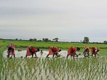 Women\'s Day 2019: Over 30% funds for agriculture-schemes targeted towards woman farmers, says govt