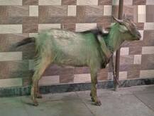 Gujarat: US tourist lands in hotel with 14 pets, calls cops when told to vacate