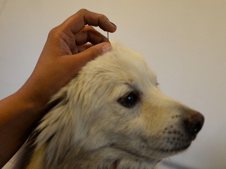 Lok Sabha elections Dog with pro-BJP stickers detained on polling day in Mumbai Lok Sabha elections: Dog with pro-BJP stickers 'detained' on polling day in Maharashtra