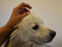 Lok Sabha elections: Dog with pro-BJP stickers \'detained\' on polling day in Maharashtra